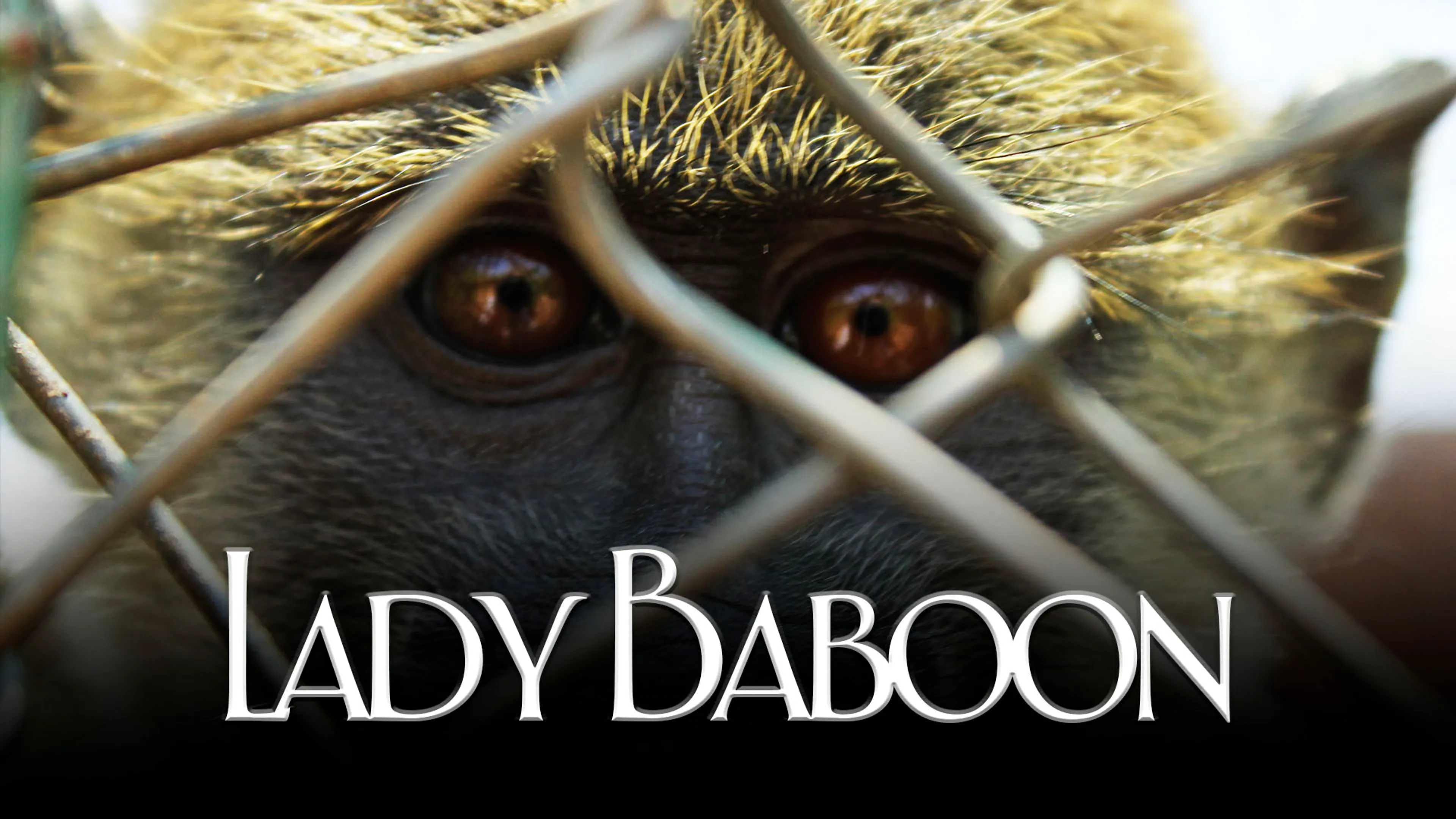 Lady Baboon poster